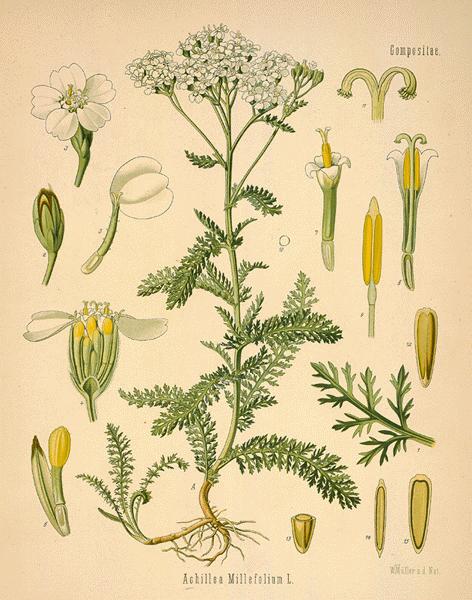 yarrow \u2013 Herbal Brewing